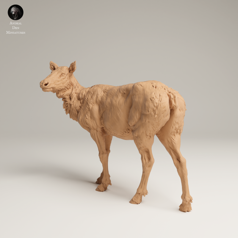 Rocky Mountain Elk - Cow - 1-24