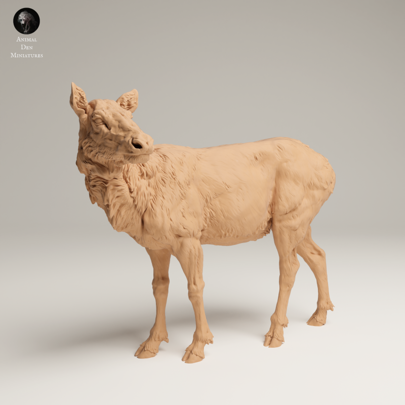 Rocky Mountain Elk - Cow - 1-24