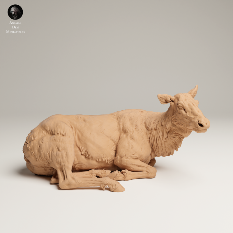 Rocky Mountain Elk - Cow Lying - 1-24