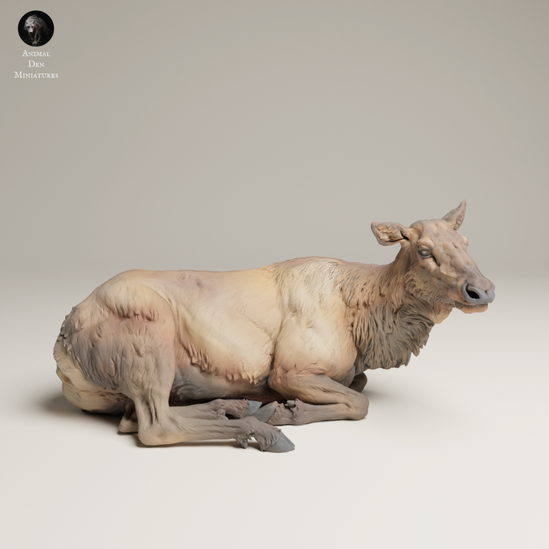 Rocky Mountain Elk - Cow Lying - 1-24