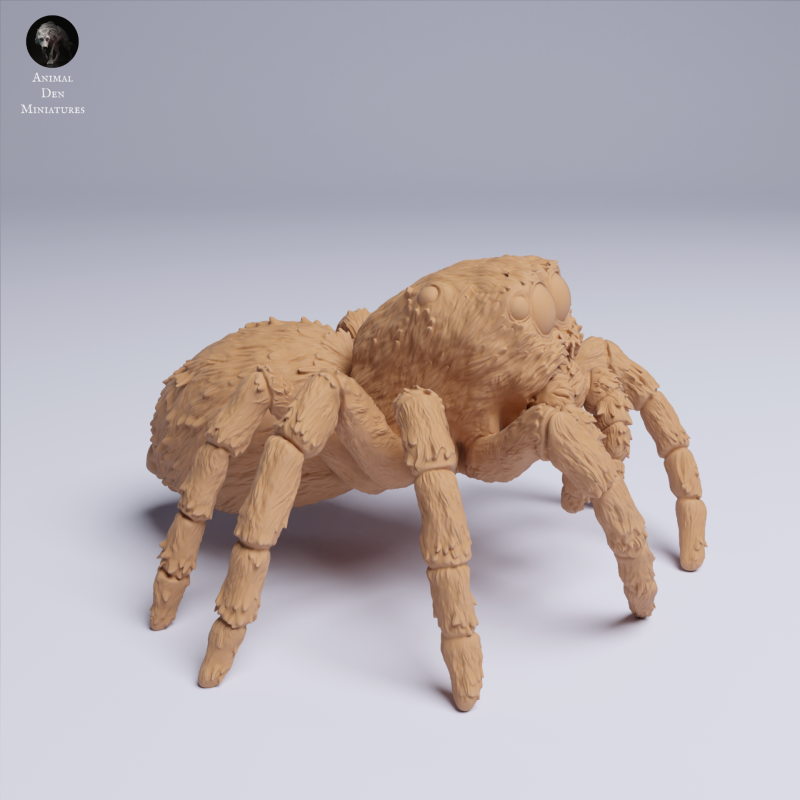Jumping Spider
