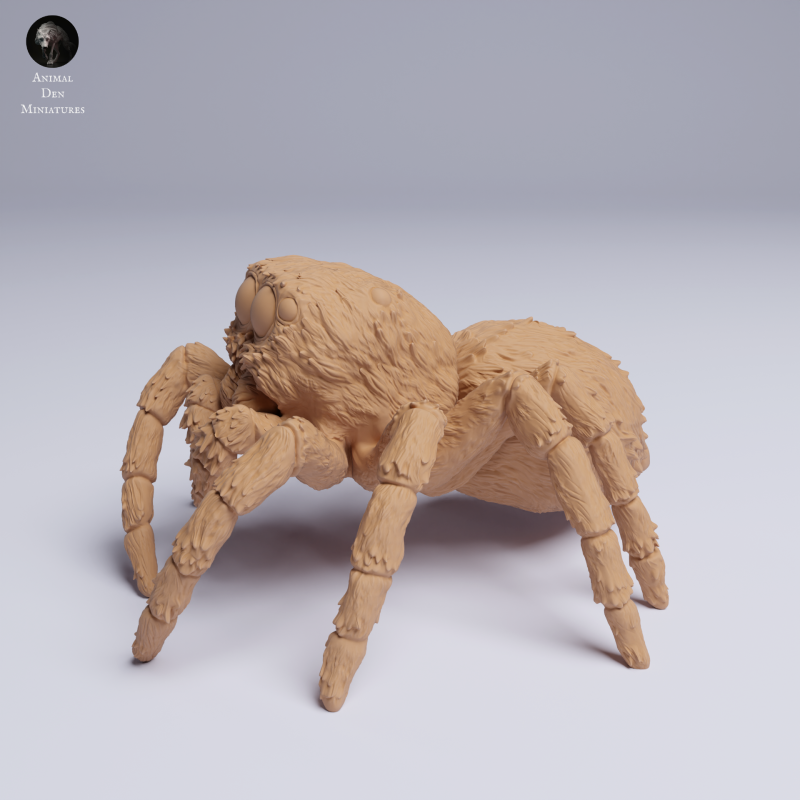 Jumping Spider