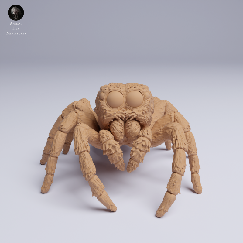 Jumping Spider