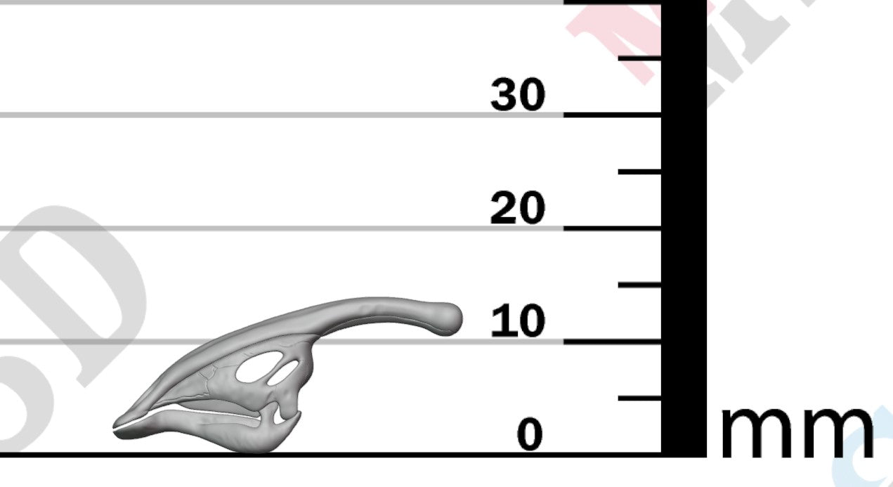 Dinosaur Skulls - Group 1