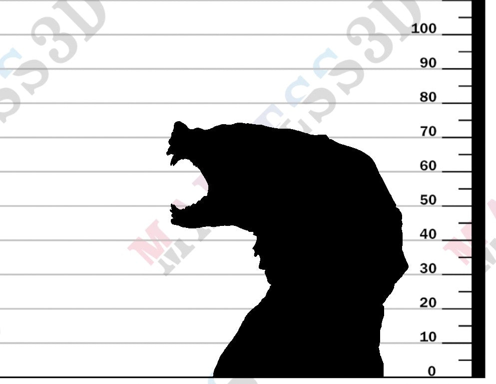 Black Bear -  Bust