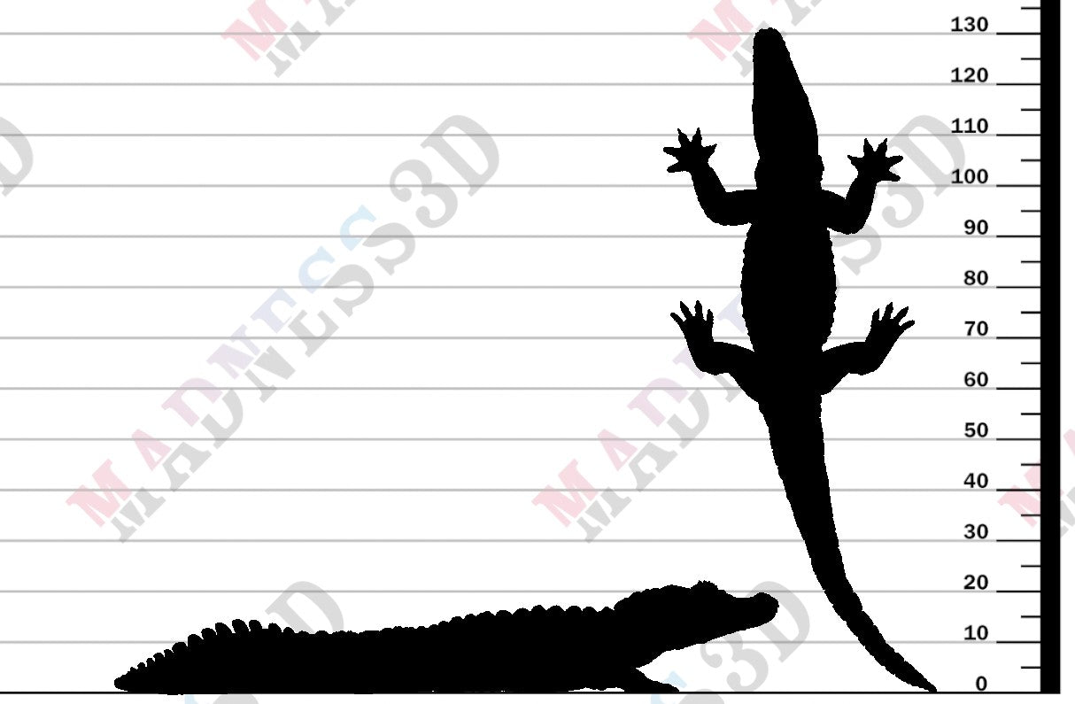 Black Caiman