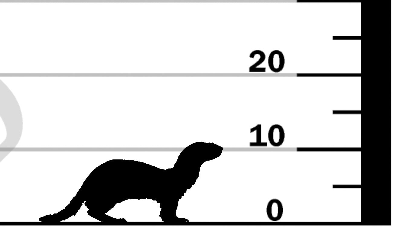 European Polecat