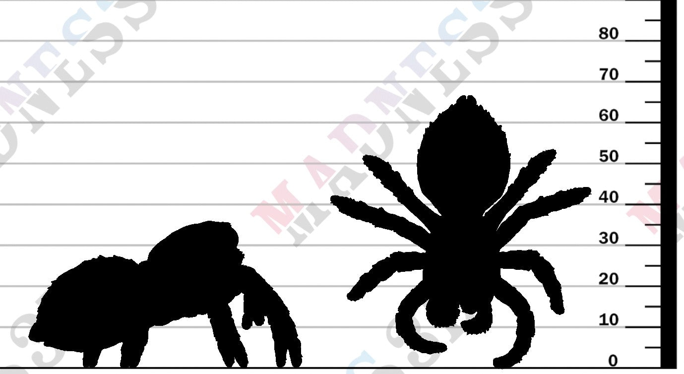 Jumping Spider