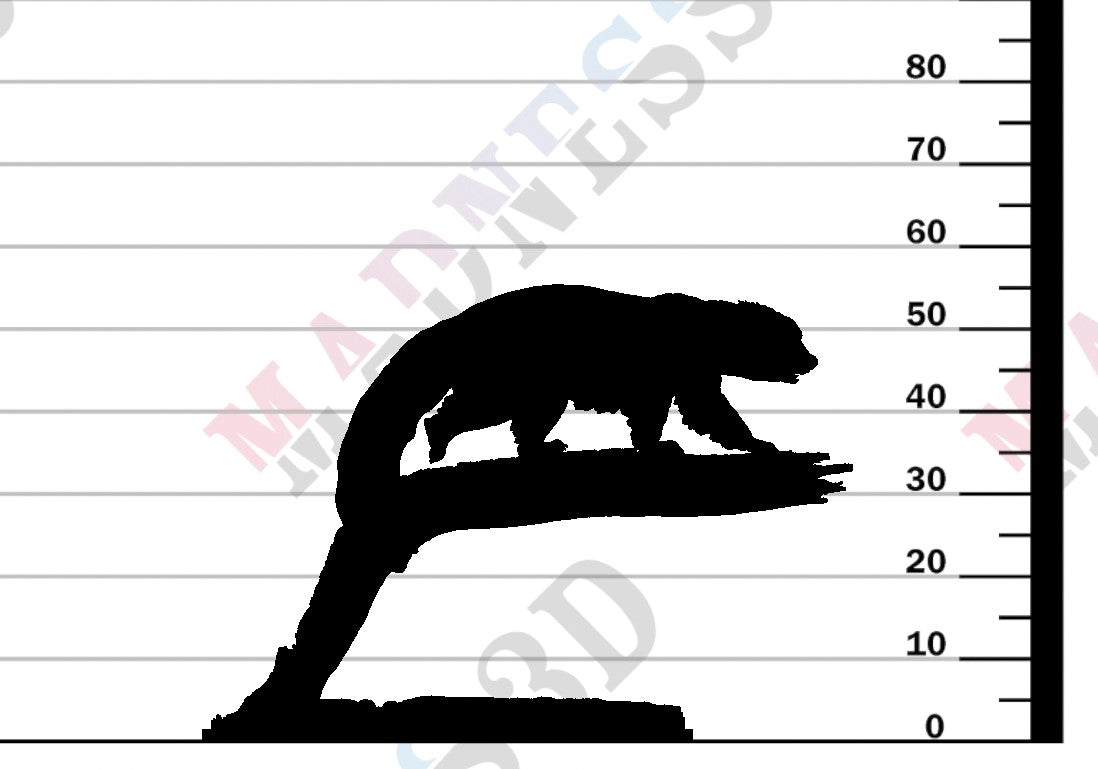 Binturong Bear Cat