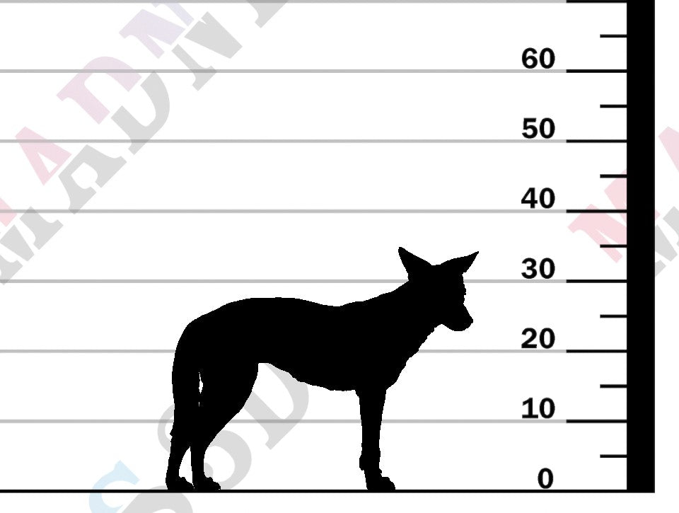 Dingo