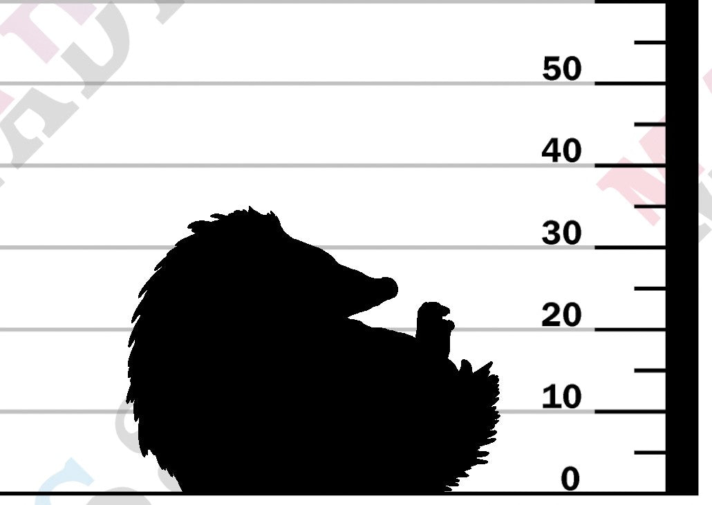 European Hedgehog
