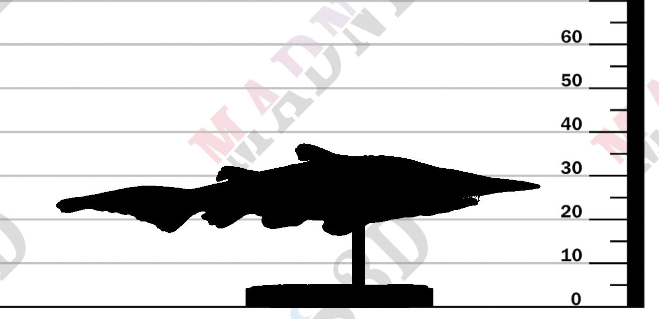 Goblin Shark