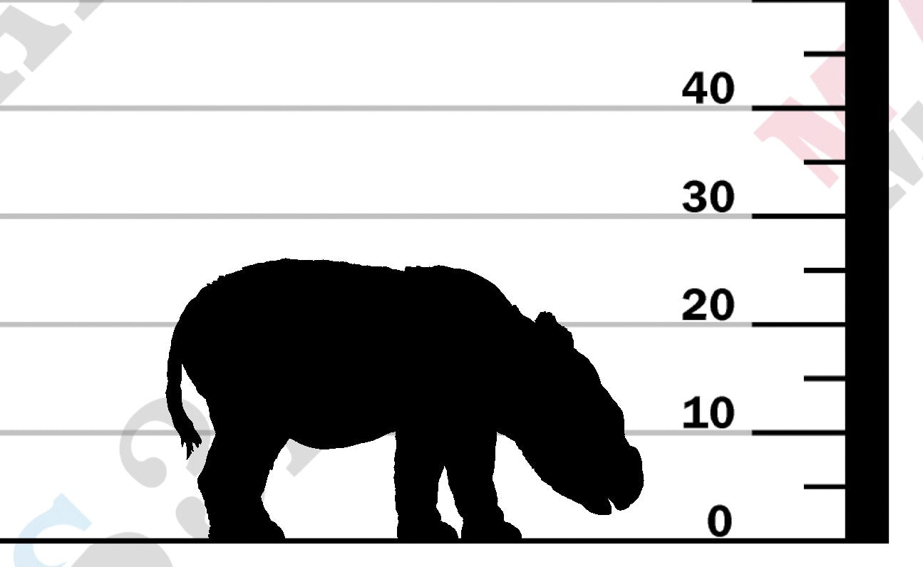Sumatran Rhino Calf
