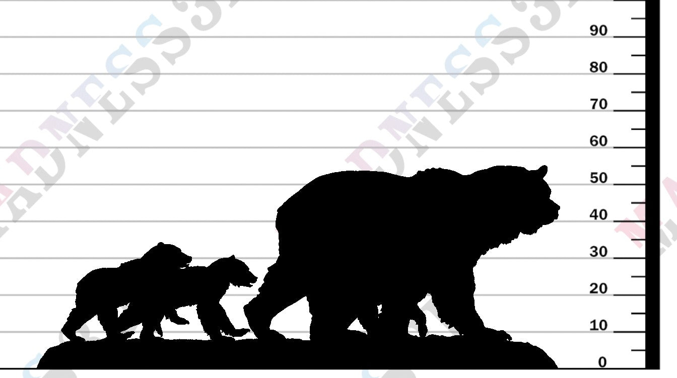 Grizzly - Family - 1-24