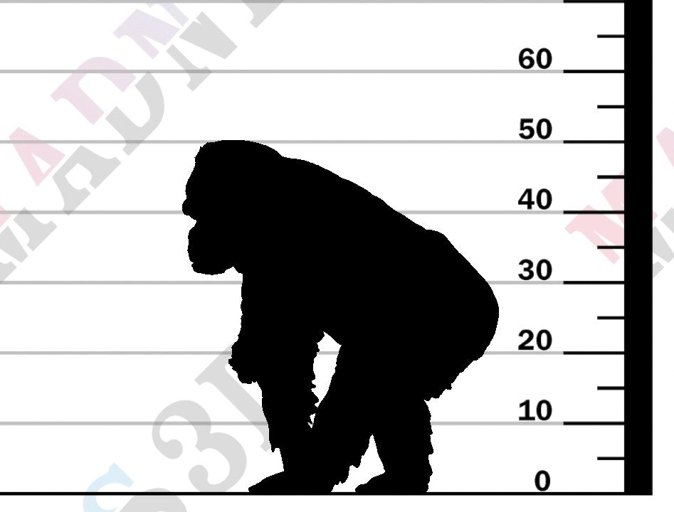 Grauers Gorilla with Baby