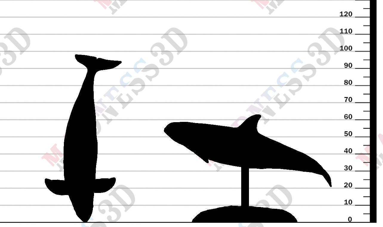 Vaquita