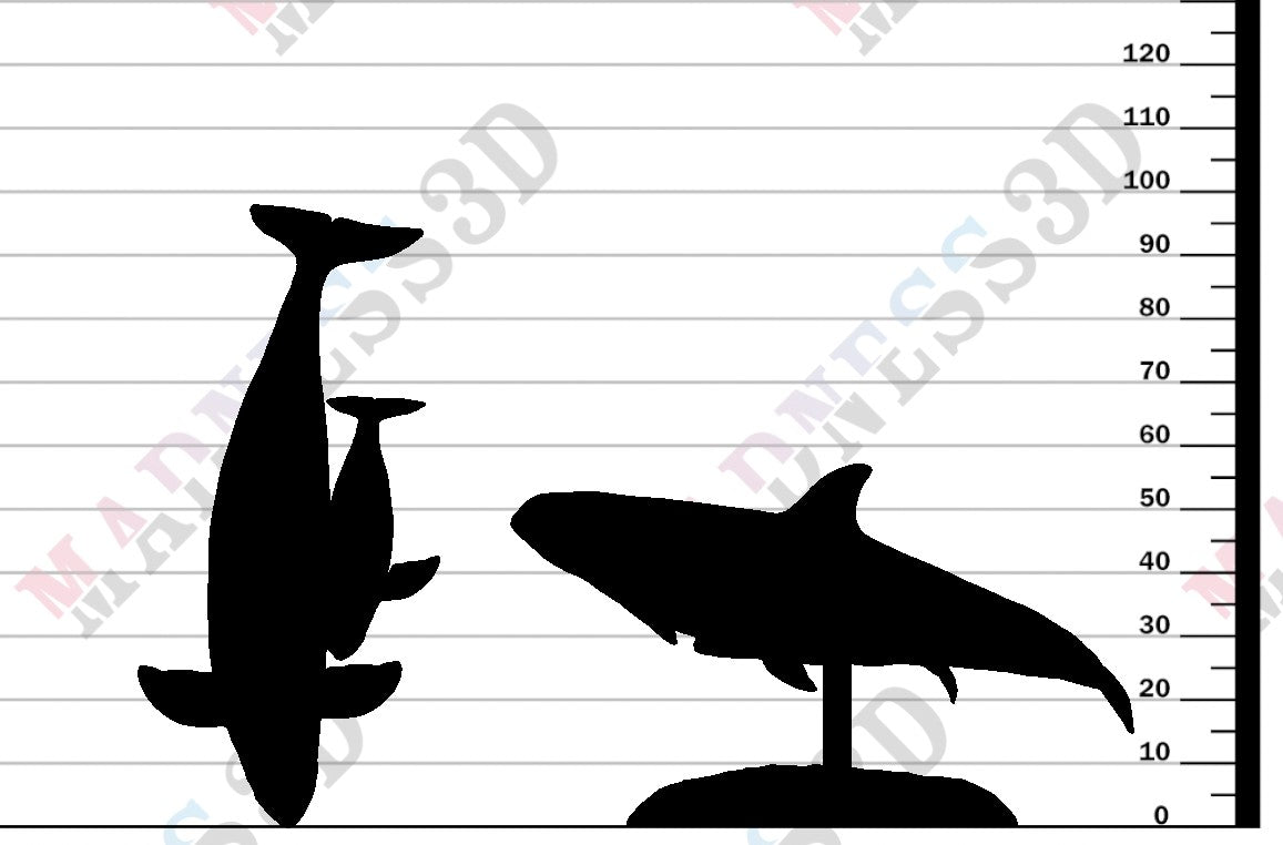 Vaquita with Calf
