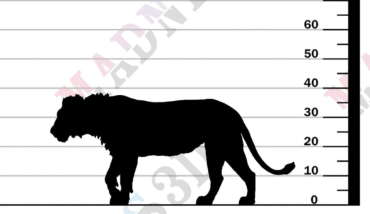 Lion Subadult - V2 - 1-24