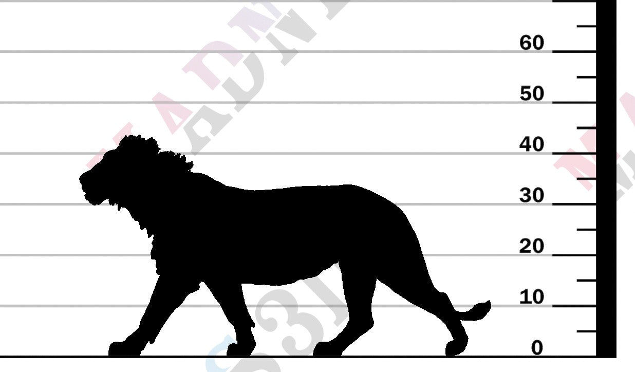 Lion Subadult - V1 - 1-24
