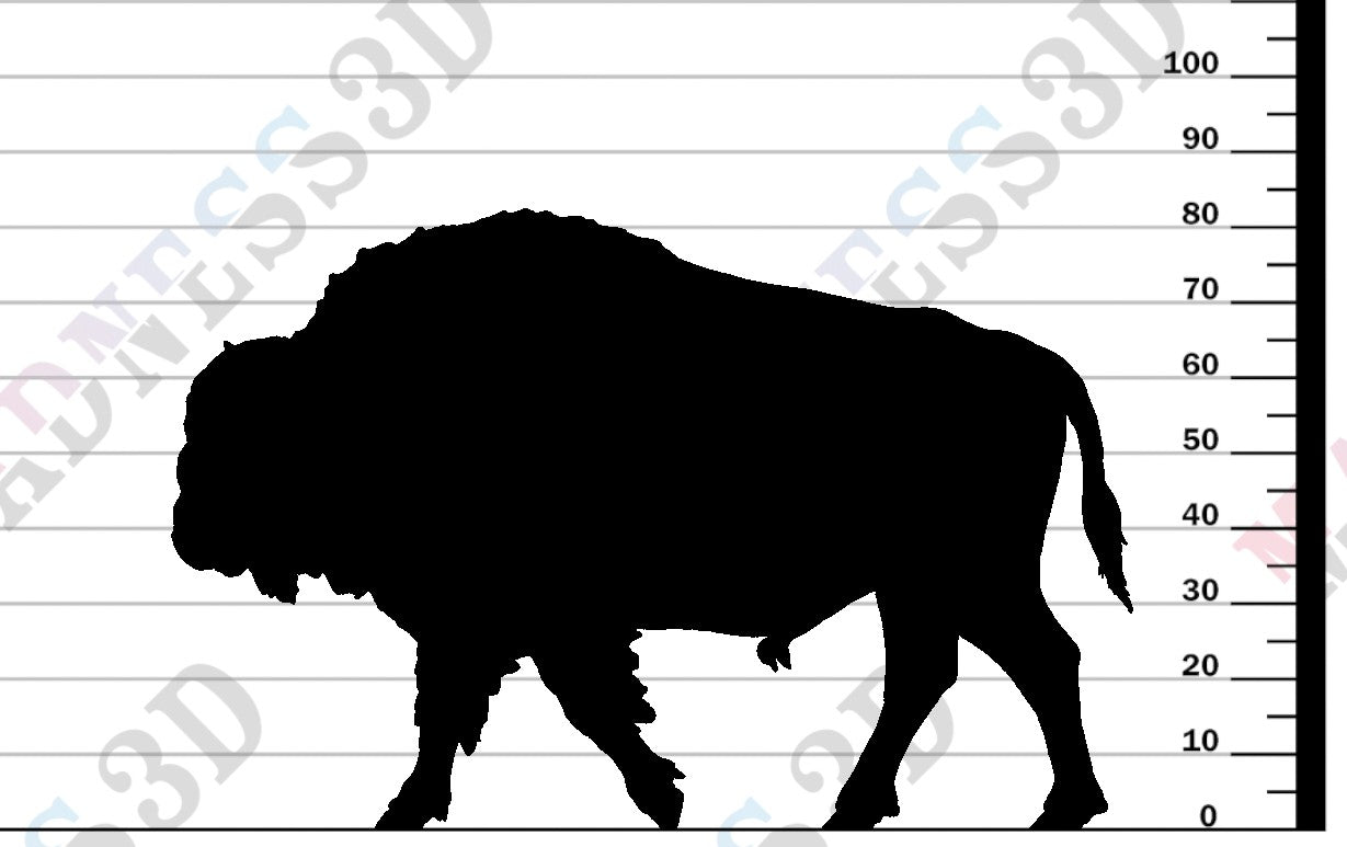 American Bison 1-24