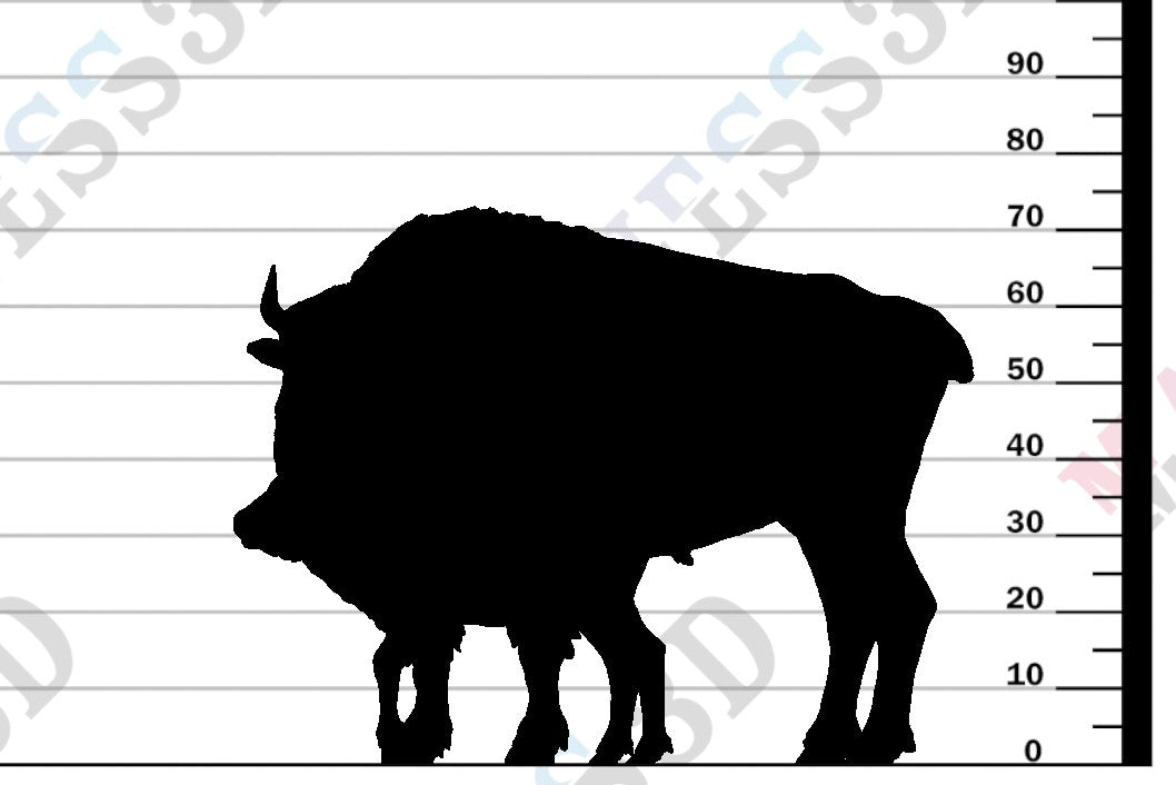 American Bison Cow and Calf 1-24