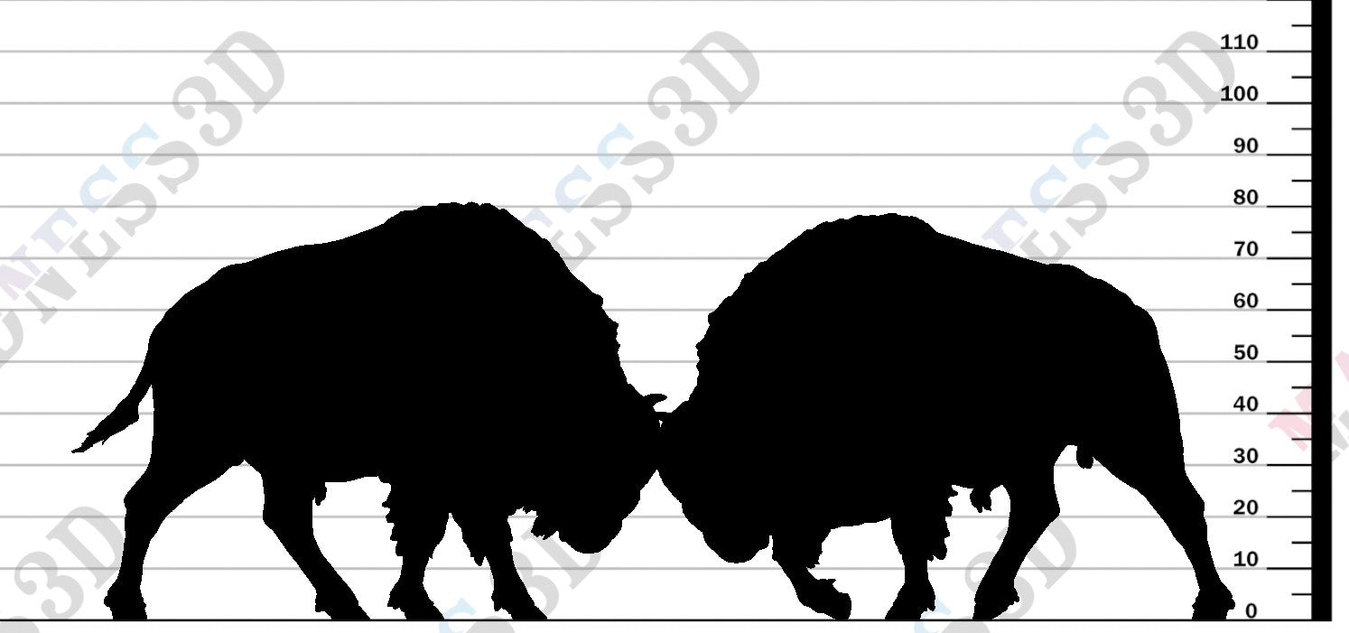 American Bison Fight 1-24