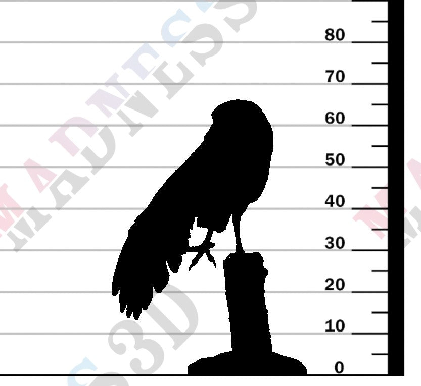 Burrowing Owl Stretch 1-6
