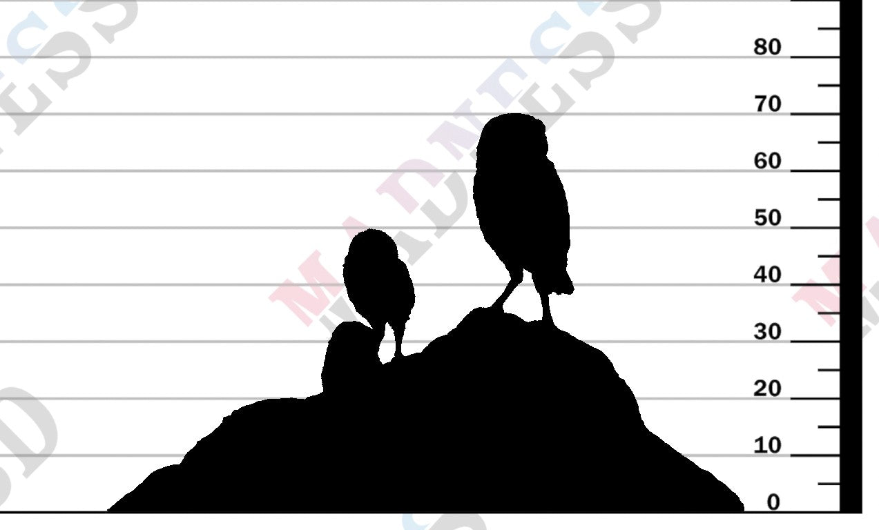 Burrowing Owls 1-6