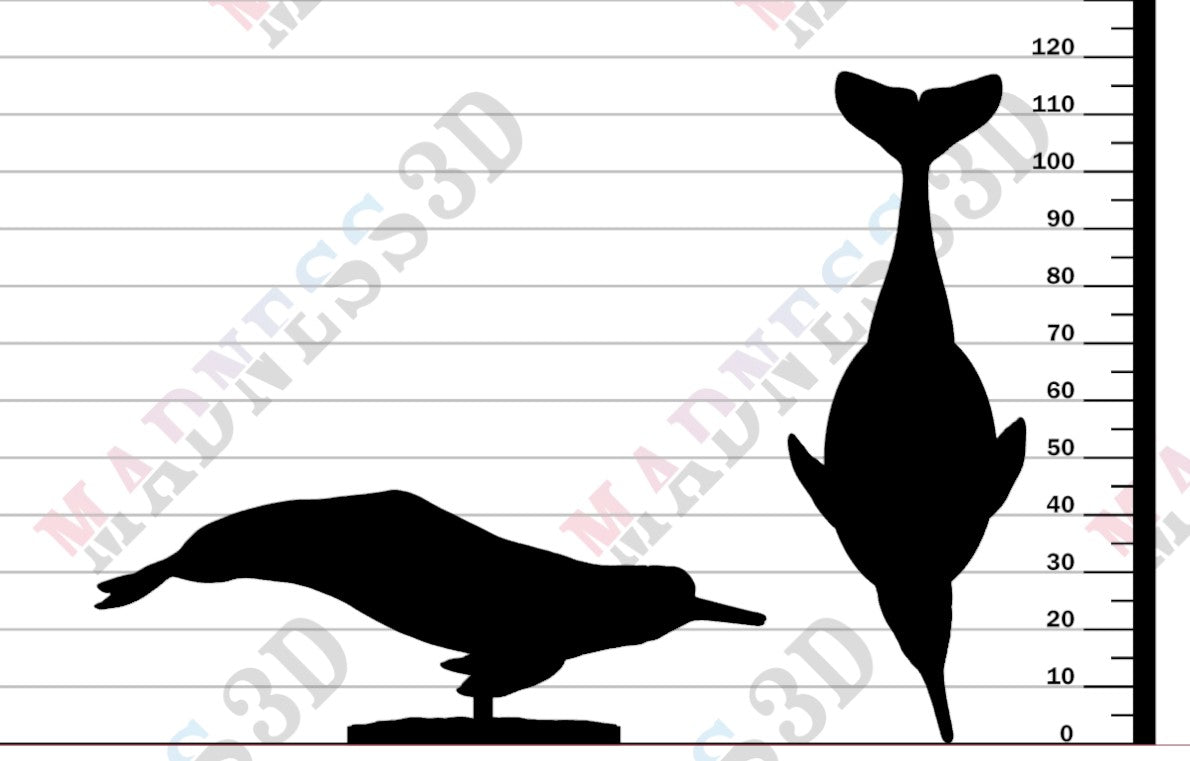 Amazon River Dolphin - 1-24