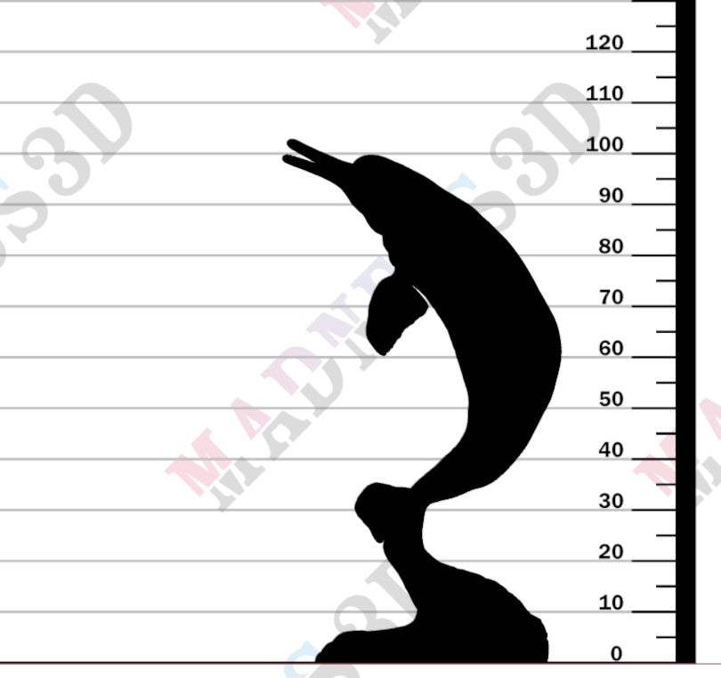 Amazon River Dolphin Breaching - 1-24