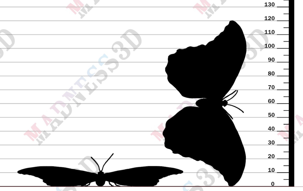 Blue Morpho Butterfly - Wings Open - 1-1