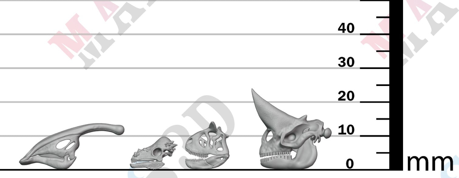 Dinosaur Skulls - Group 1