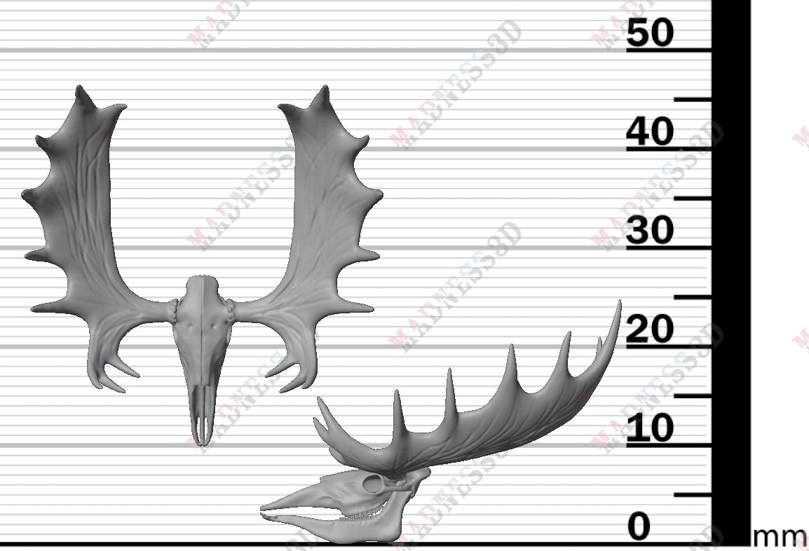 Animal Skulls - Group 3