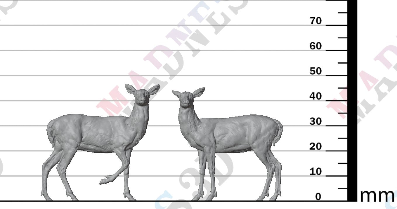 White Tailed Deer Does 1:24