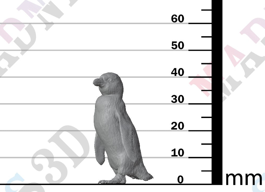 African Penguin 1:16