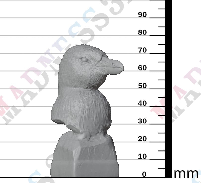 African Penguin 1:8 - Bust