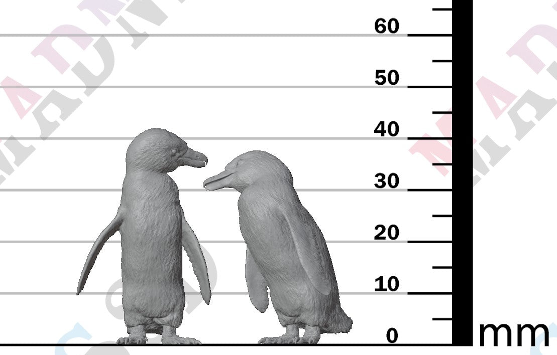 African Penguin 1:16