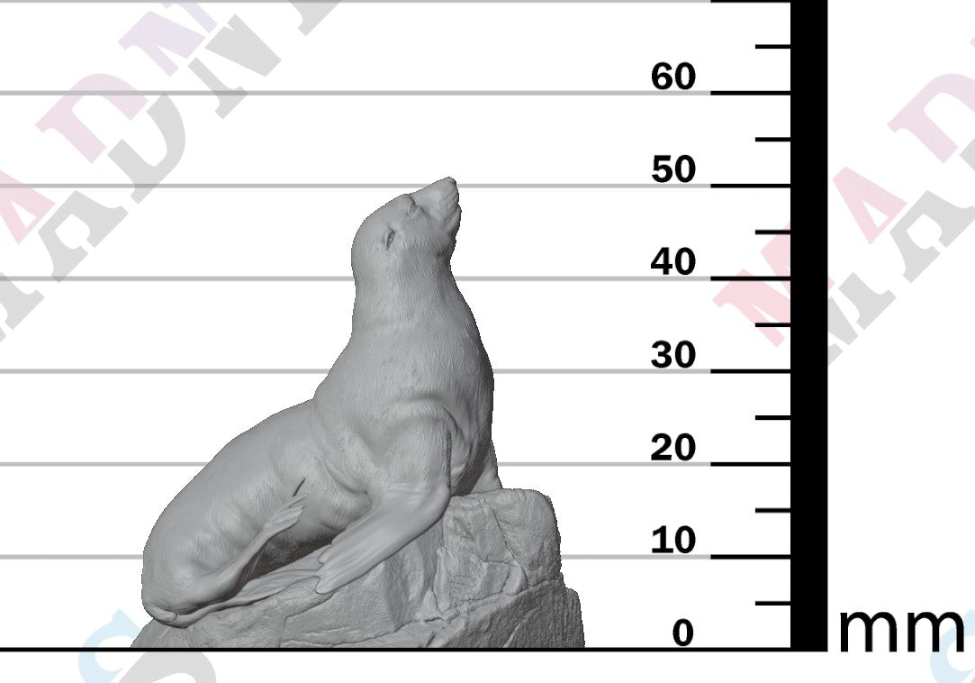 Cape Fur Seal Female on Rock 1:24
