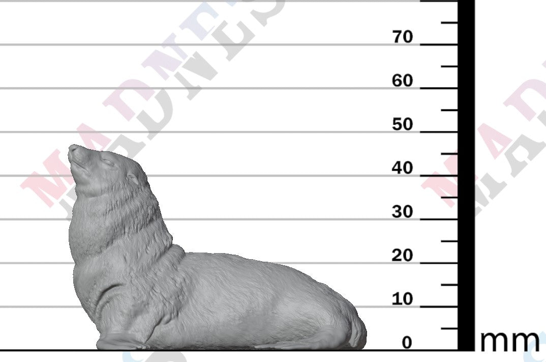 Cape Fur Seal 1:24