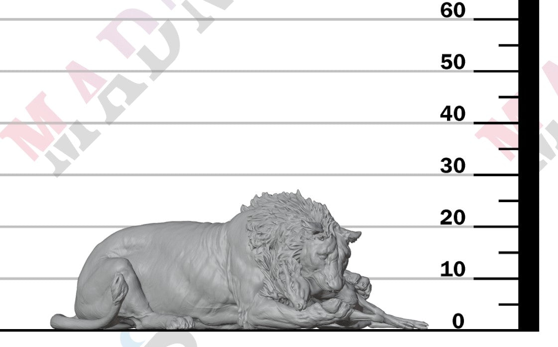Asiatic Lion - Eating 1:24