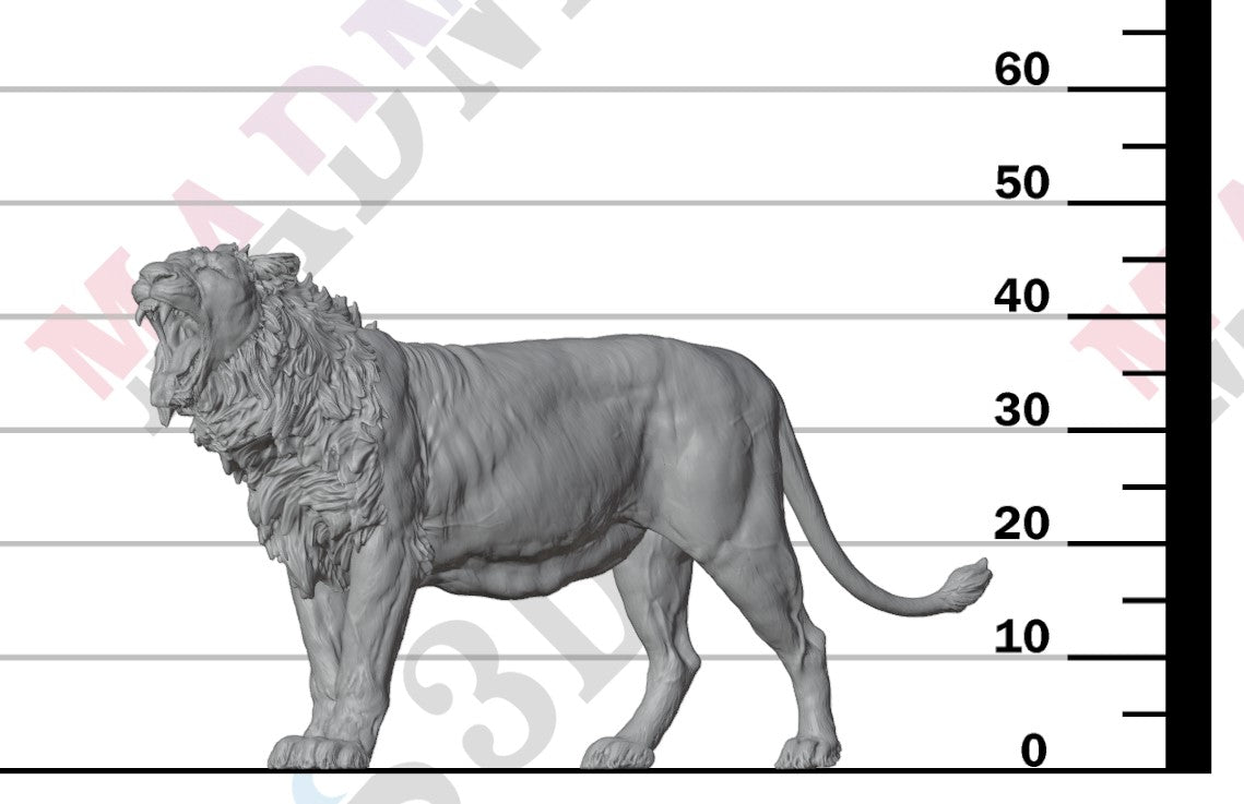 Asiatic Lion - Yawning 1:24