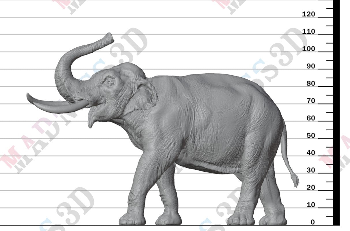 Indian Elephant Bull Showering 1:32