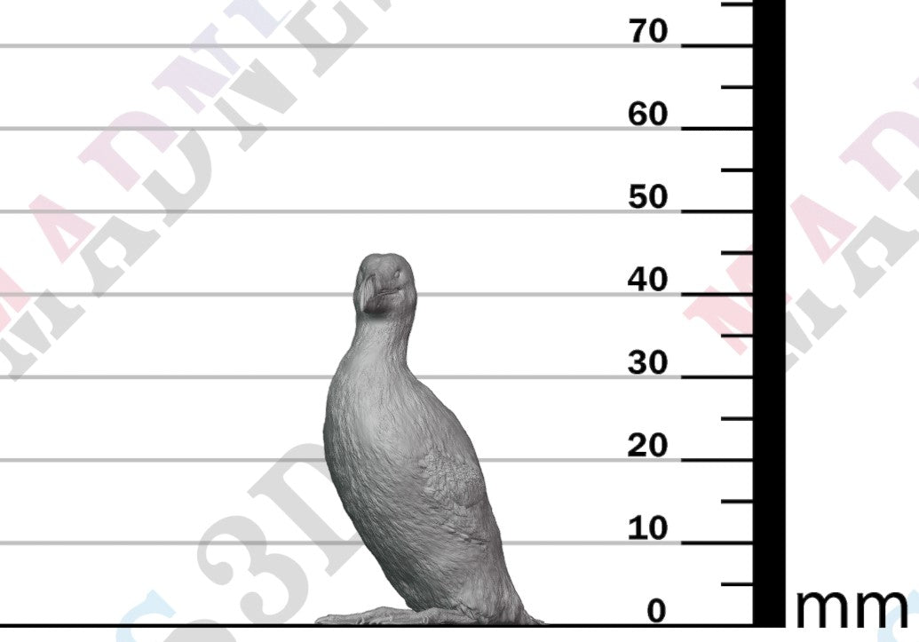 Great Auk 1:16