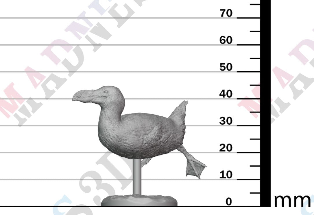 Great Auk - Swim 1:16