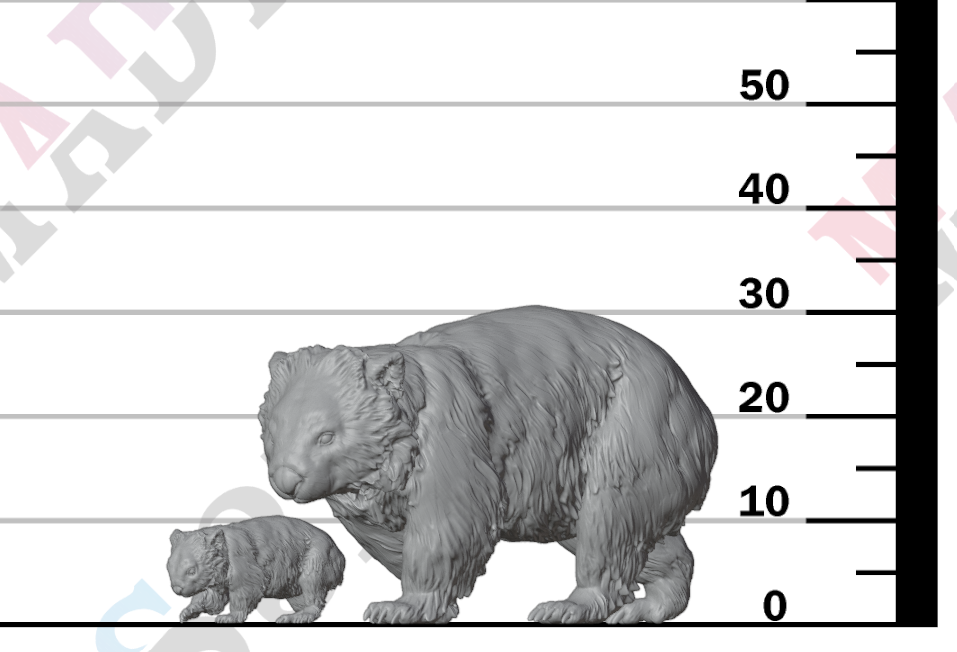 Wombat and Joey 1:16