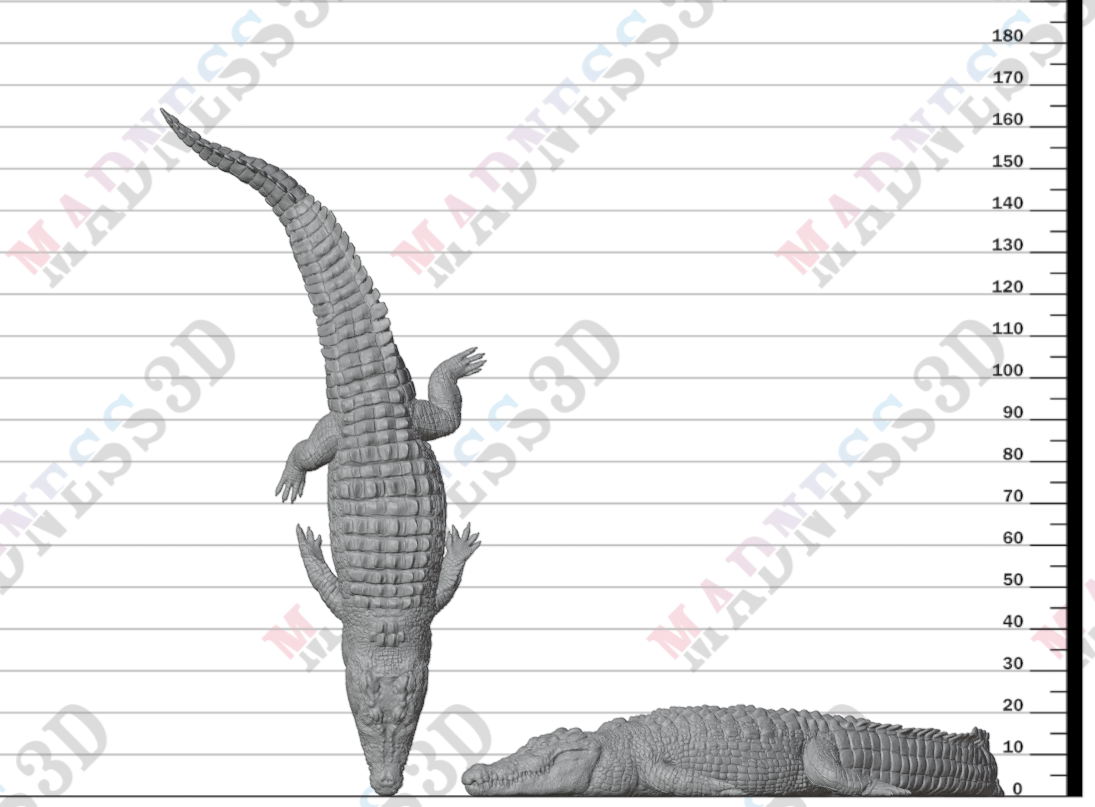 Saltwater Crocodile Lying 1:32