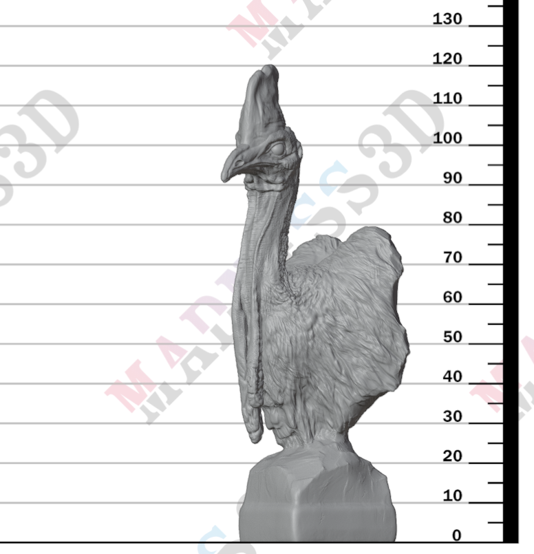 Southern Cassowary Bust 1:8