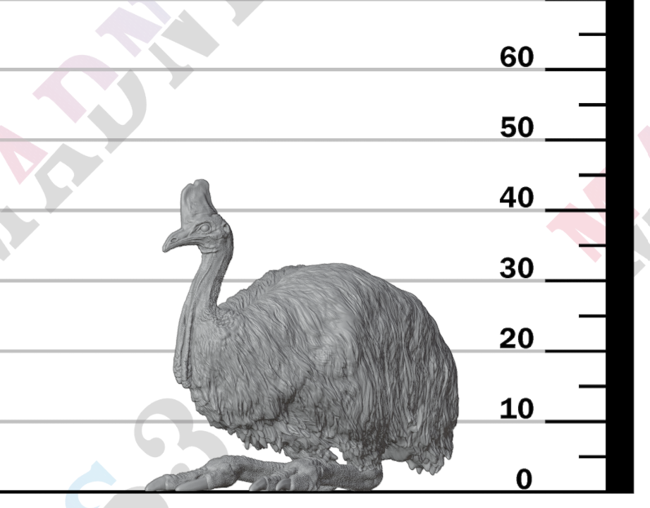 Southern Cassowary Lying 1:24
