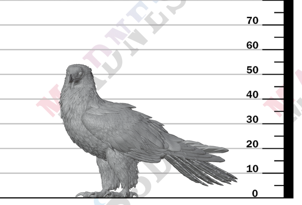Bearded Vulture 1:12