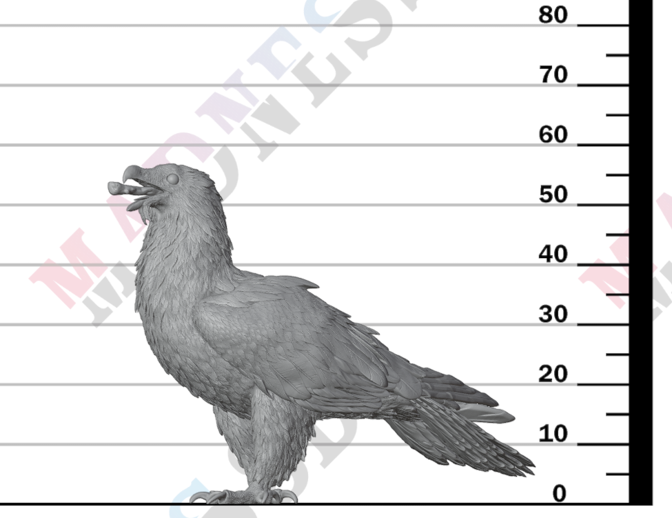 Bearded Vulture Eating 1:12